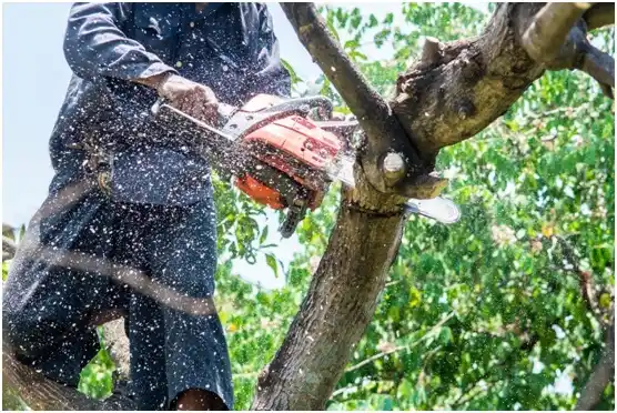tree services Ashburn